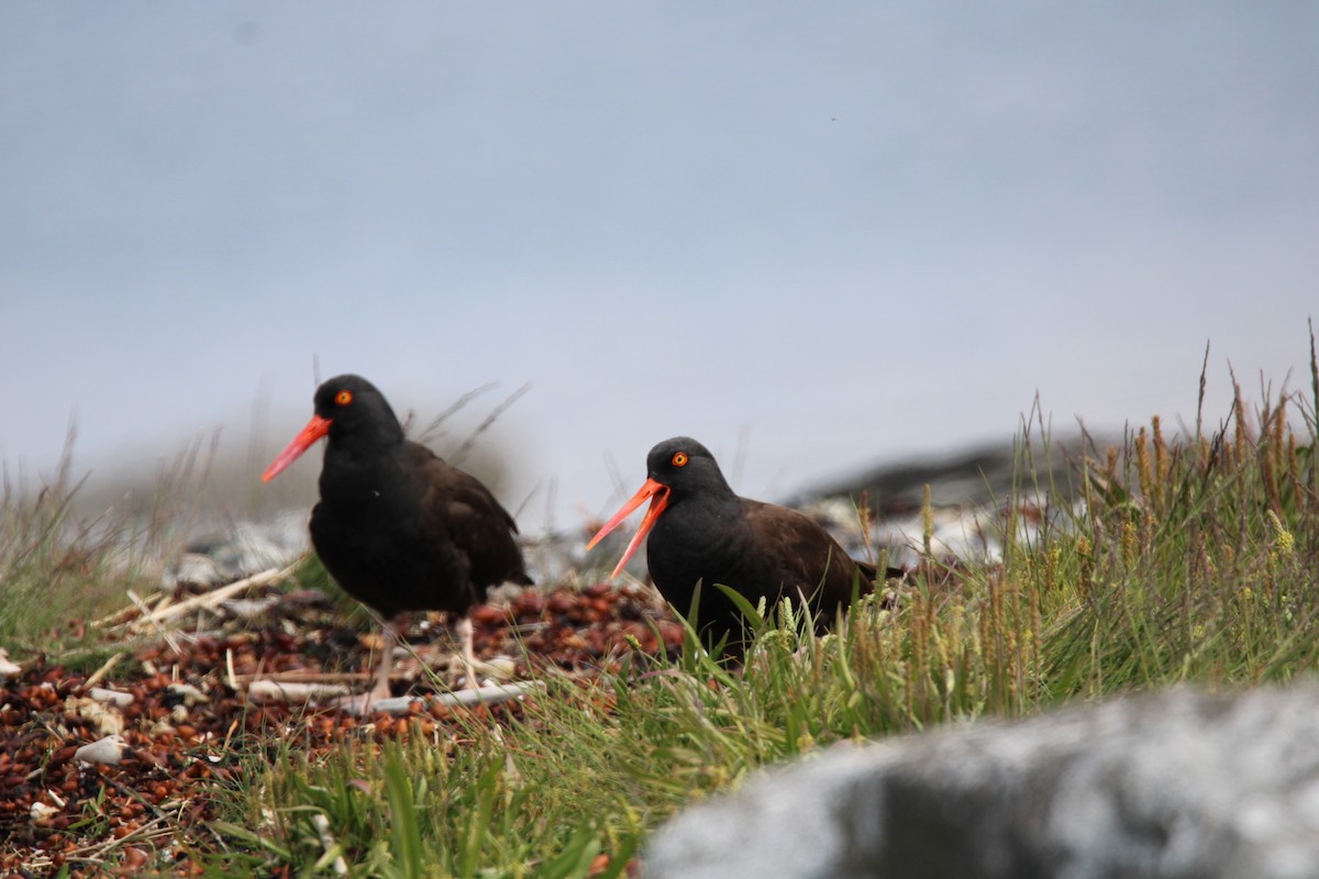 Black Oystercatcher - ML620658615