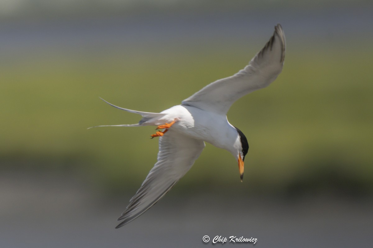 Forster's Tern - ML620658617