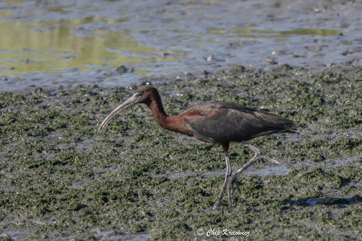 Glossy Ibis - ML620658624