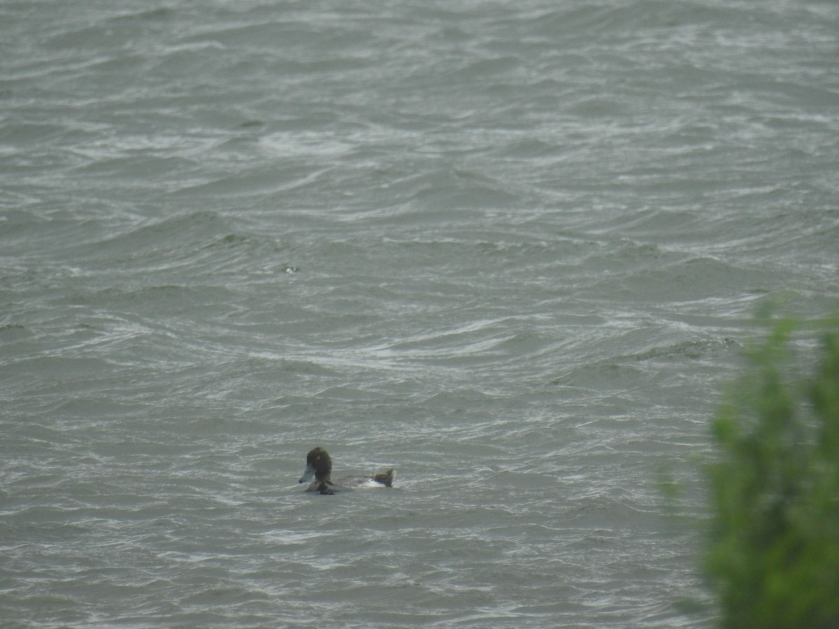 Lesser Scaup - ML620658628