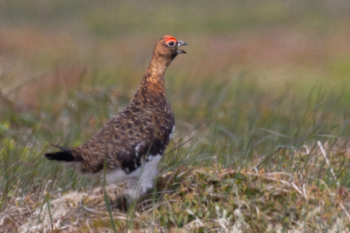 Moorschneehuhn - ML620658629