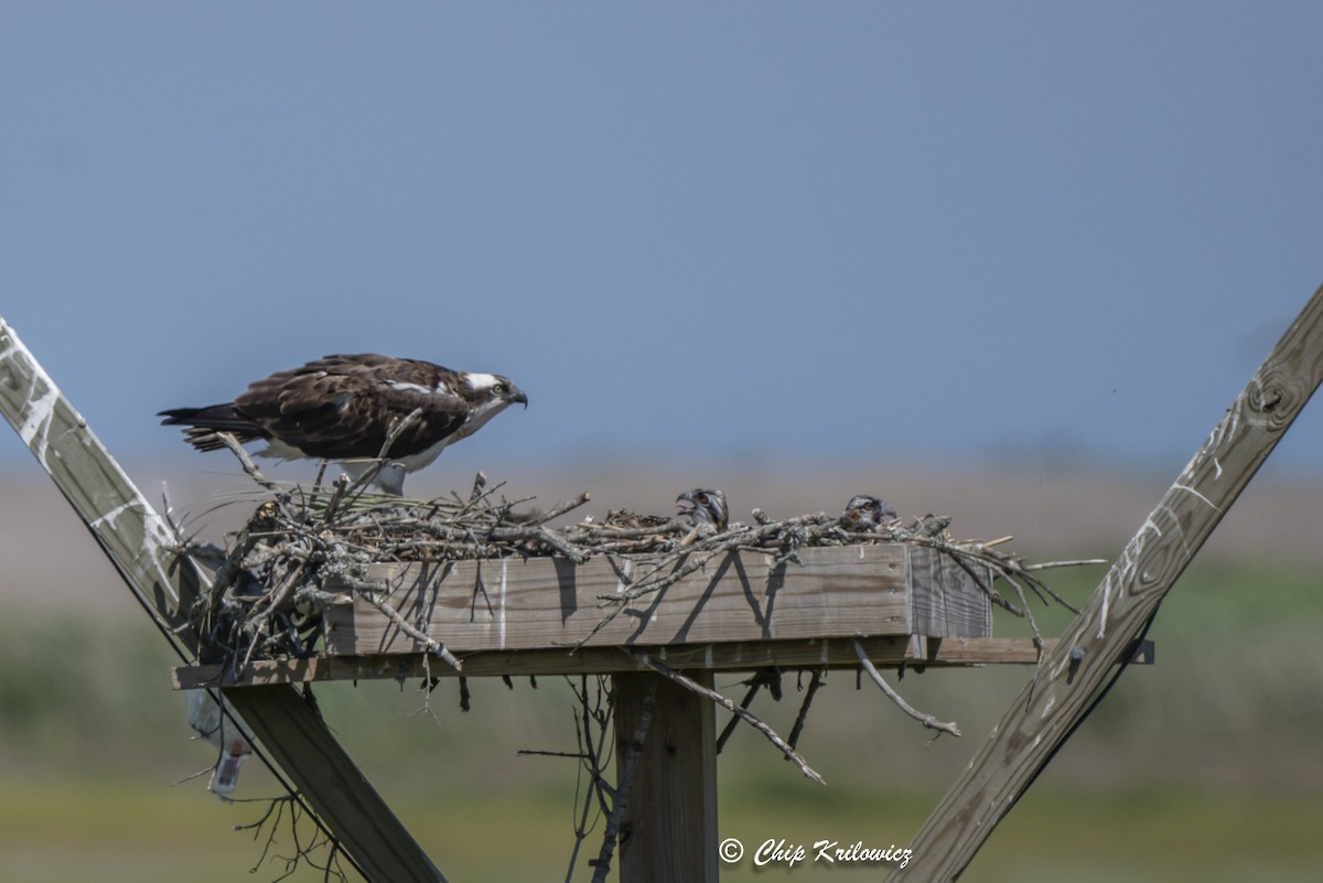 Águila Pescadora - ML620658630