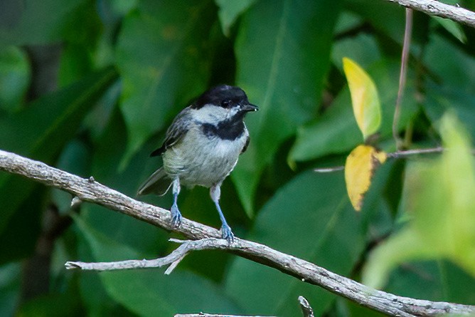 Carolina Chickadee - ML620658632