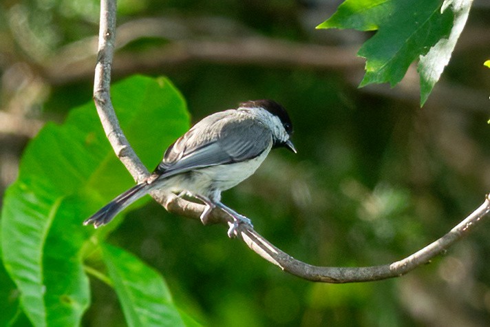 Carolina Chickadee - ML620658634