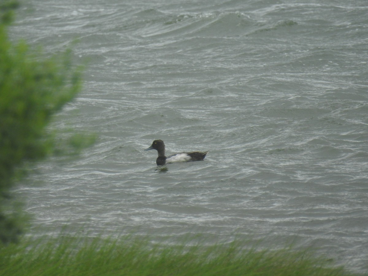 Lesser Scaup - ML620658635