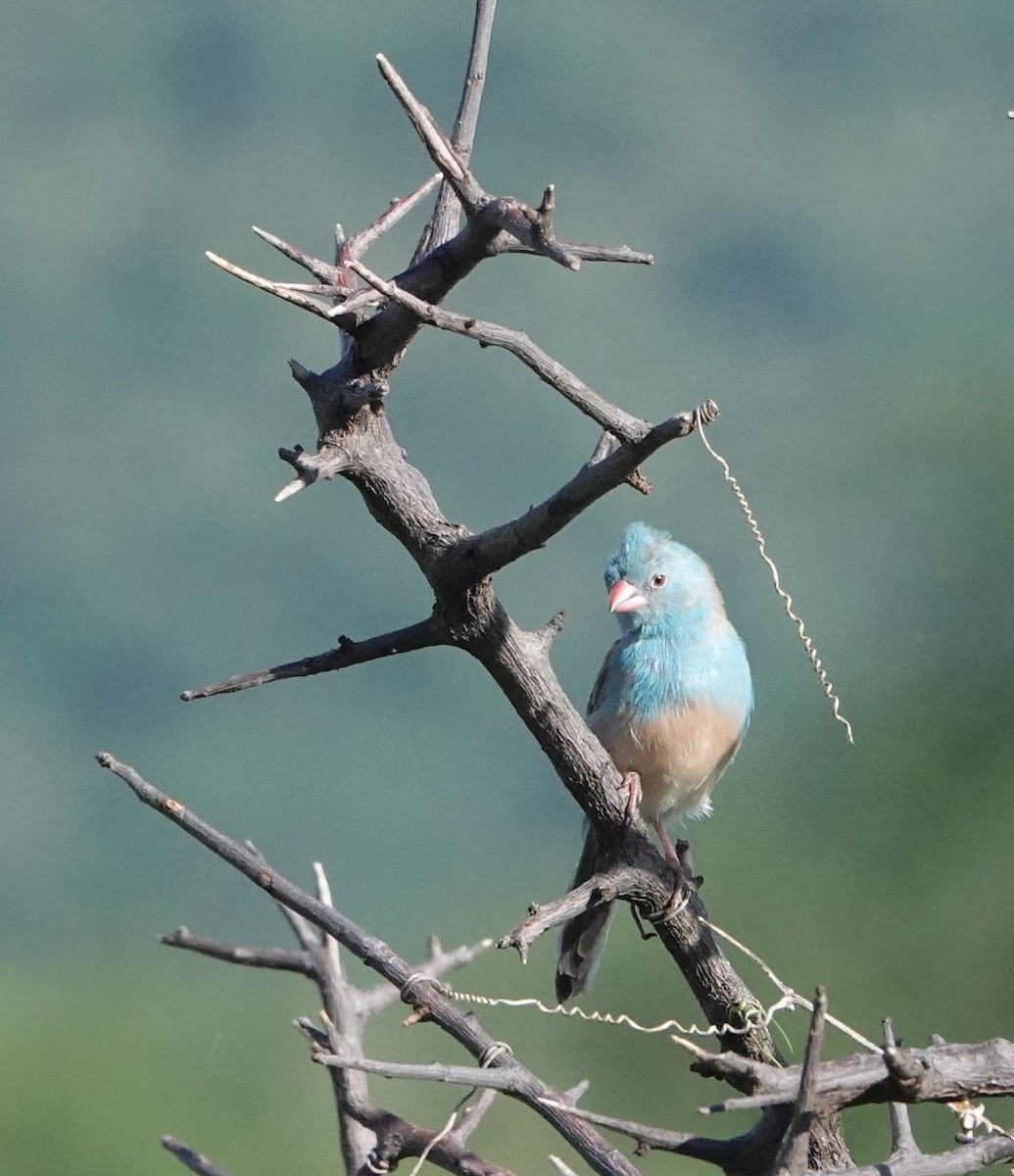 Blue-capped Cordonbleu - ML620658639