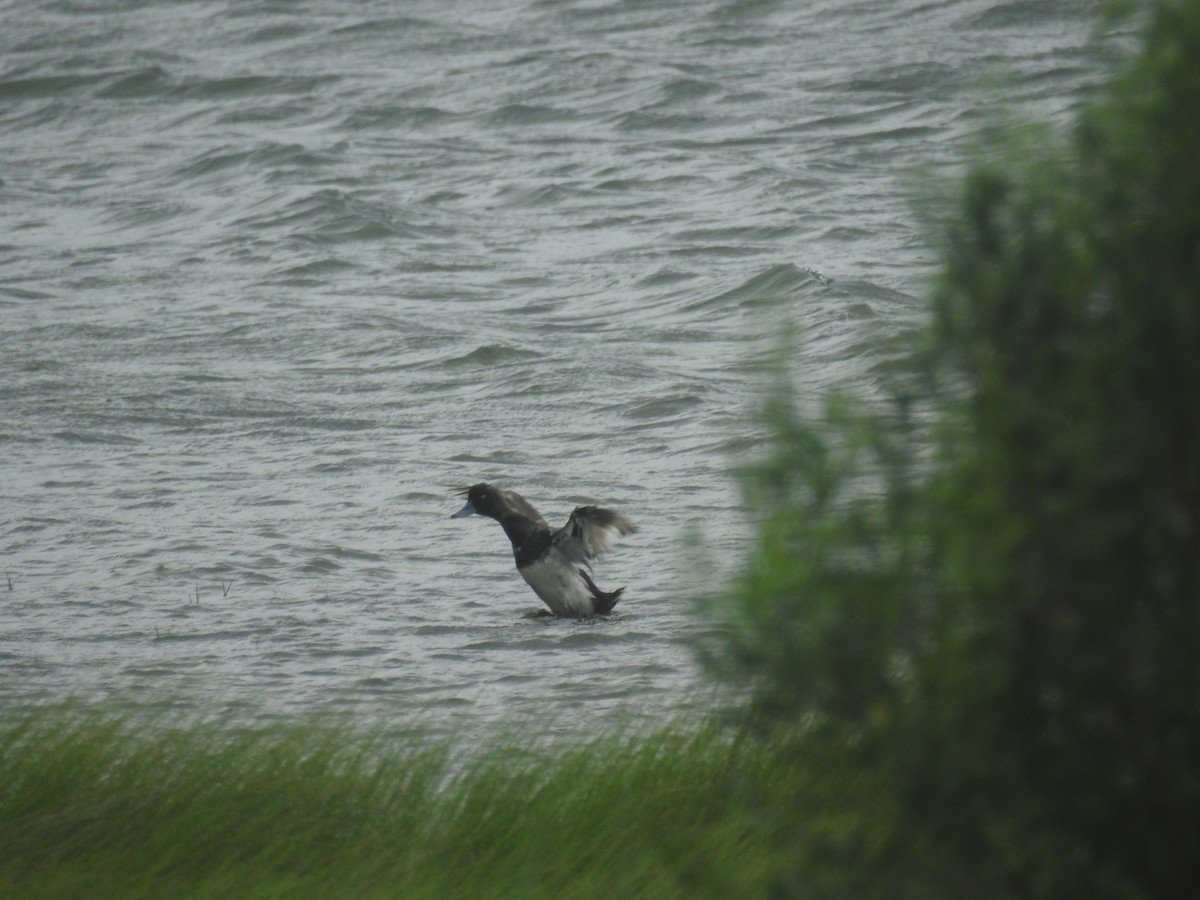 Lesser Scaup - ML620658642