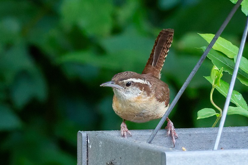 Carolina Wren - ML620658644