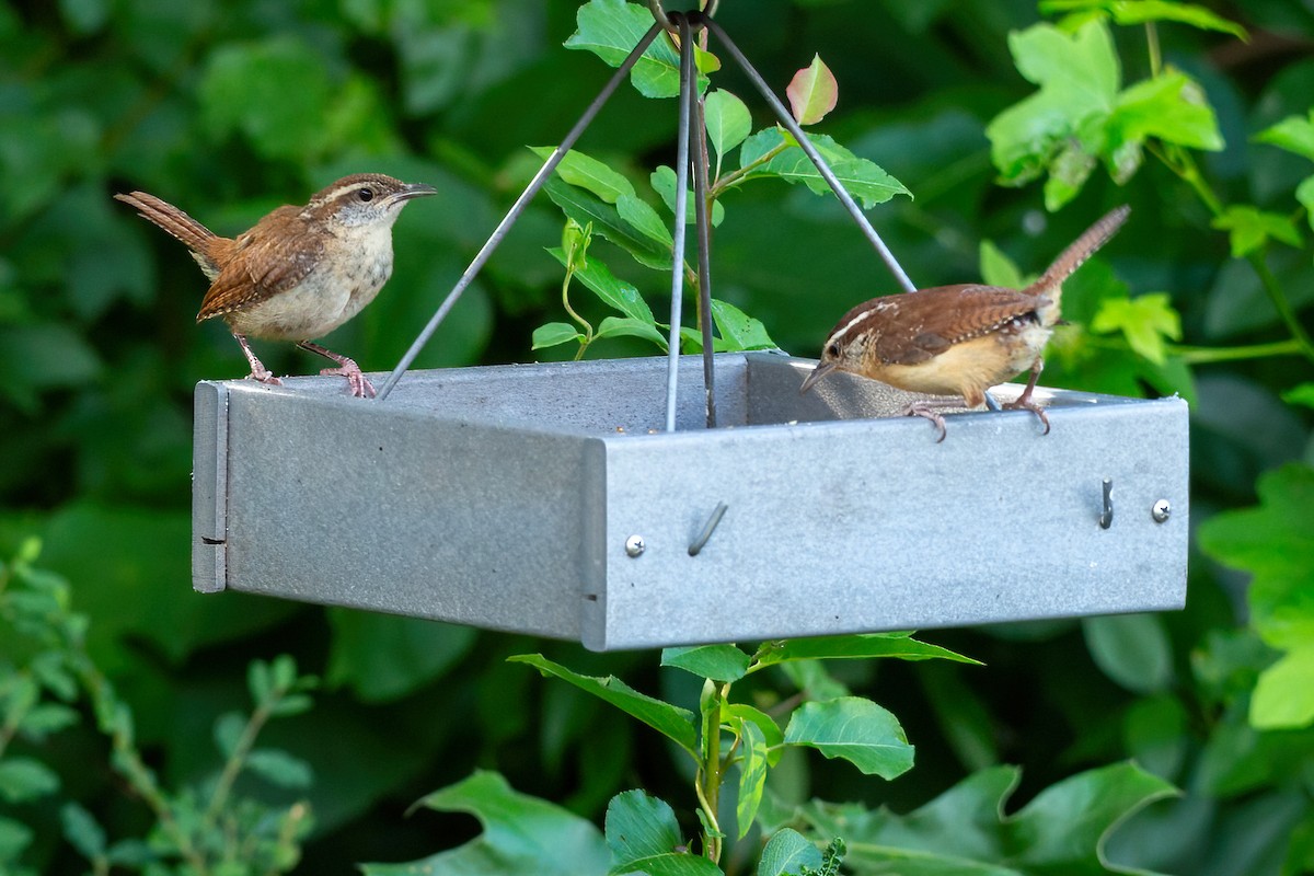 Carolina Wren - ML620658646