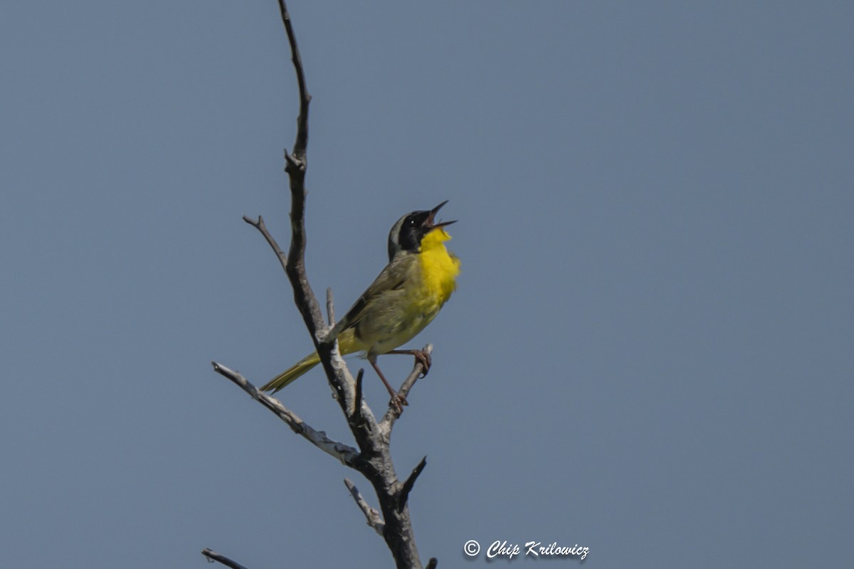 Common Yellowthroat - ML620658647