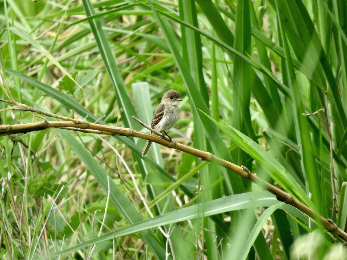 White-throated Flycatcher - ML620658649