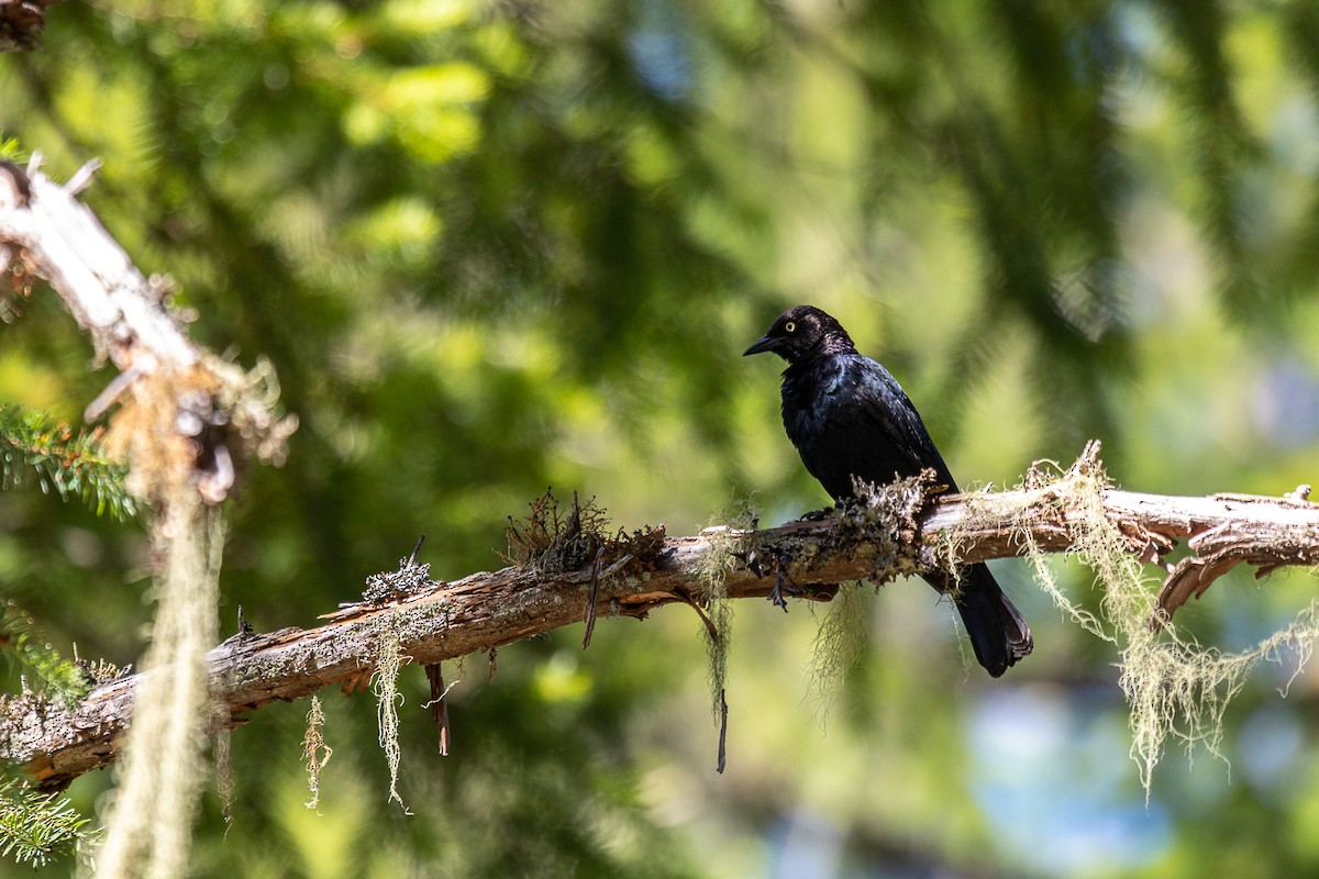 Brewer's Blackbird - ML620658651