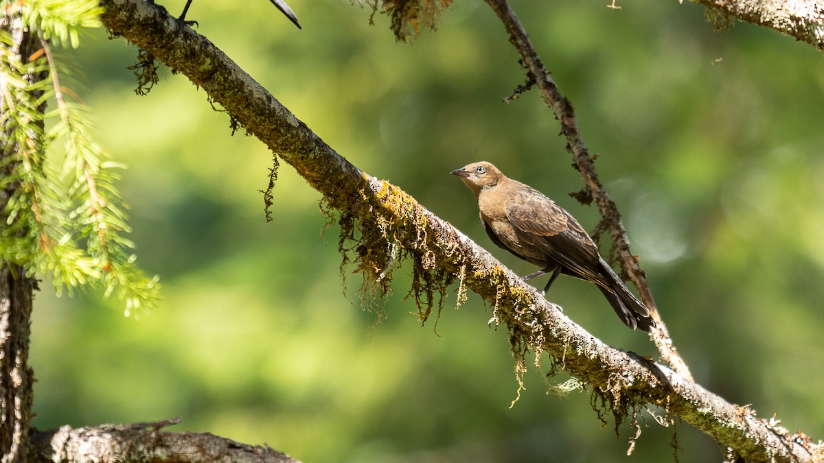 Brewer's Blackbird - ML620658652