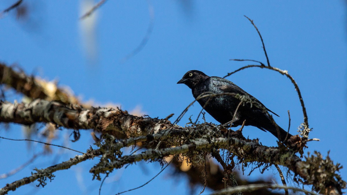 Brewer's Blackbird - ML620658653