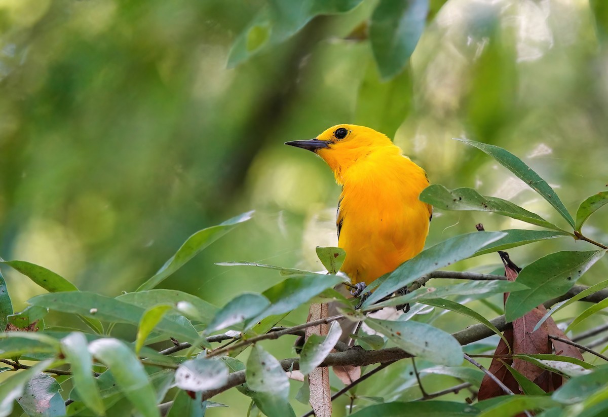 Prothonotary Warbler - Pam Vercellone-Smith