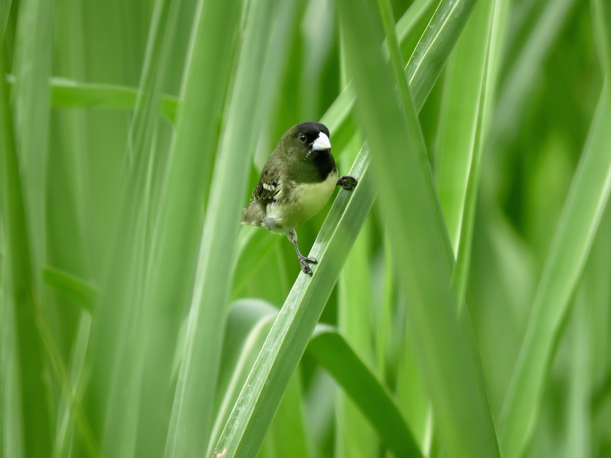 Yellow-bellied Seedeater - Eliecer Mora