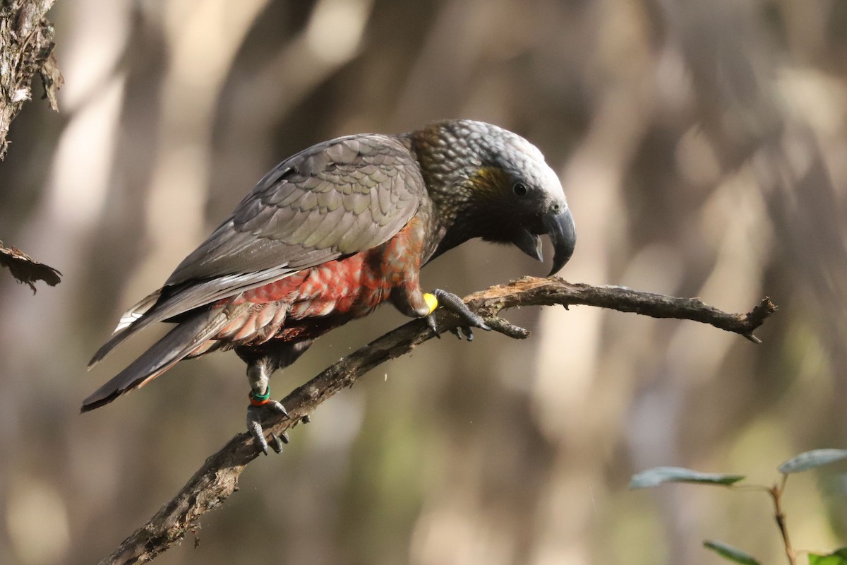 New Zealand Kaka - ML620658672