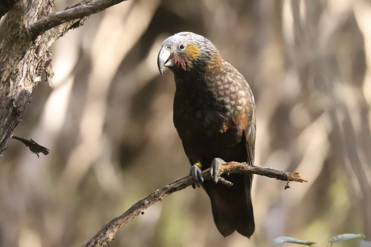 New Zealand Kaka - ML620658674