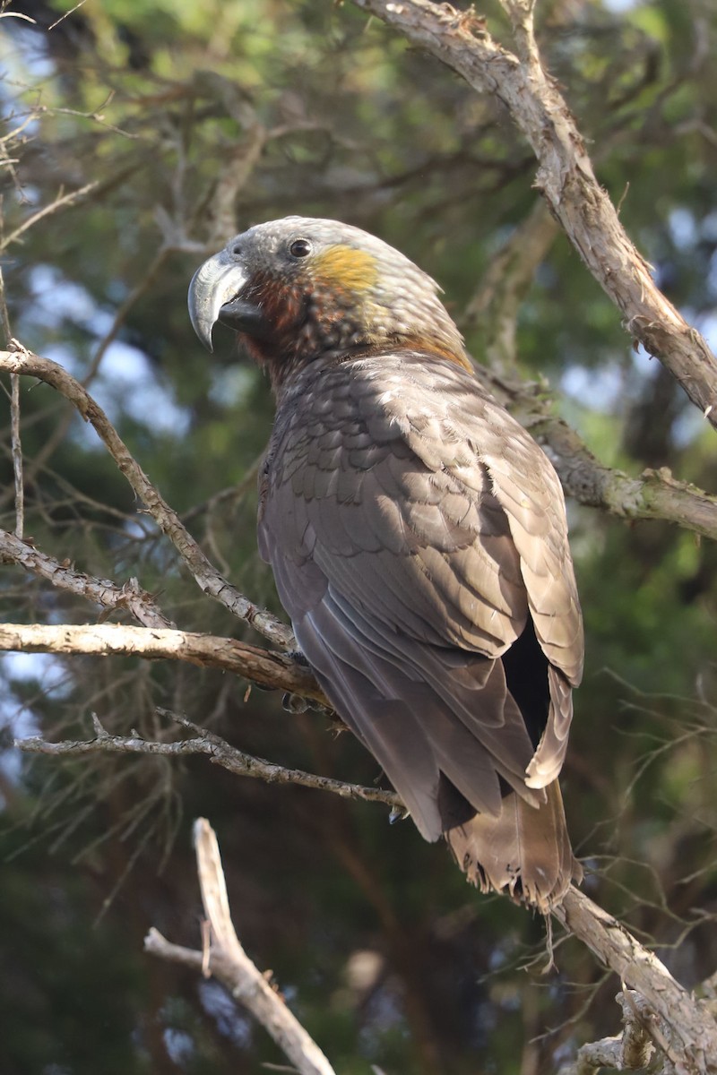 New Zealand Kaka - ML620658675