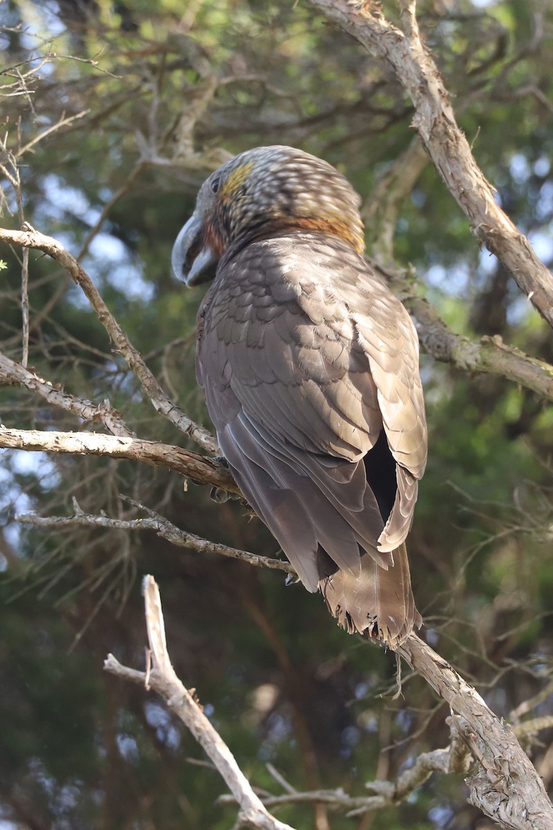 New Zealand Kaka - ML620658676