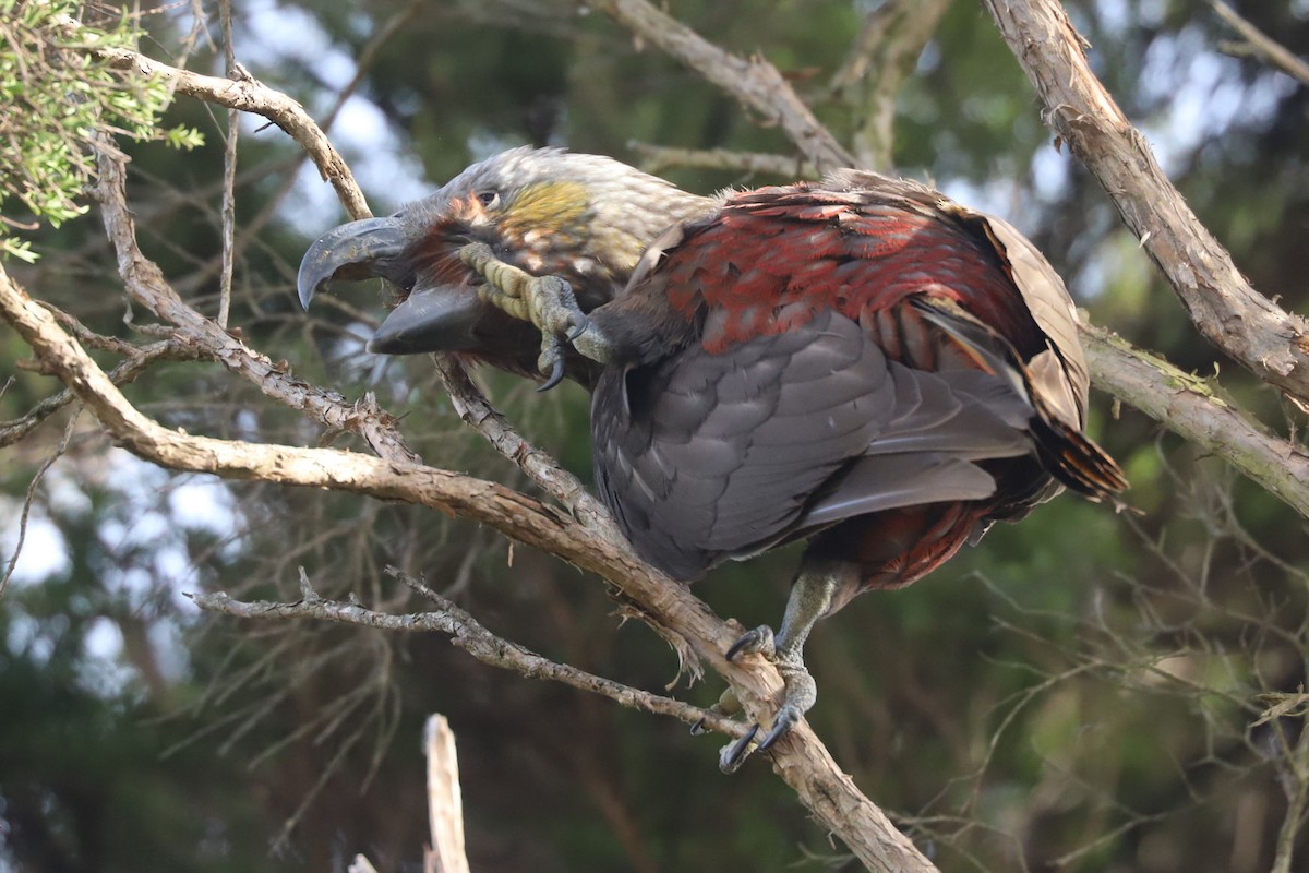 New Zealand Kaka - ML620658677