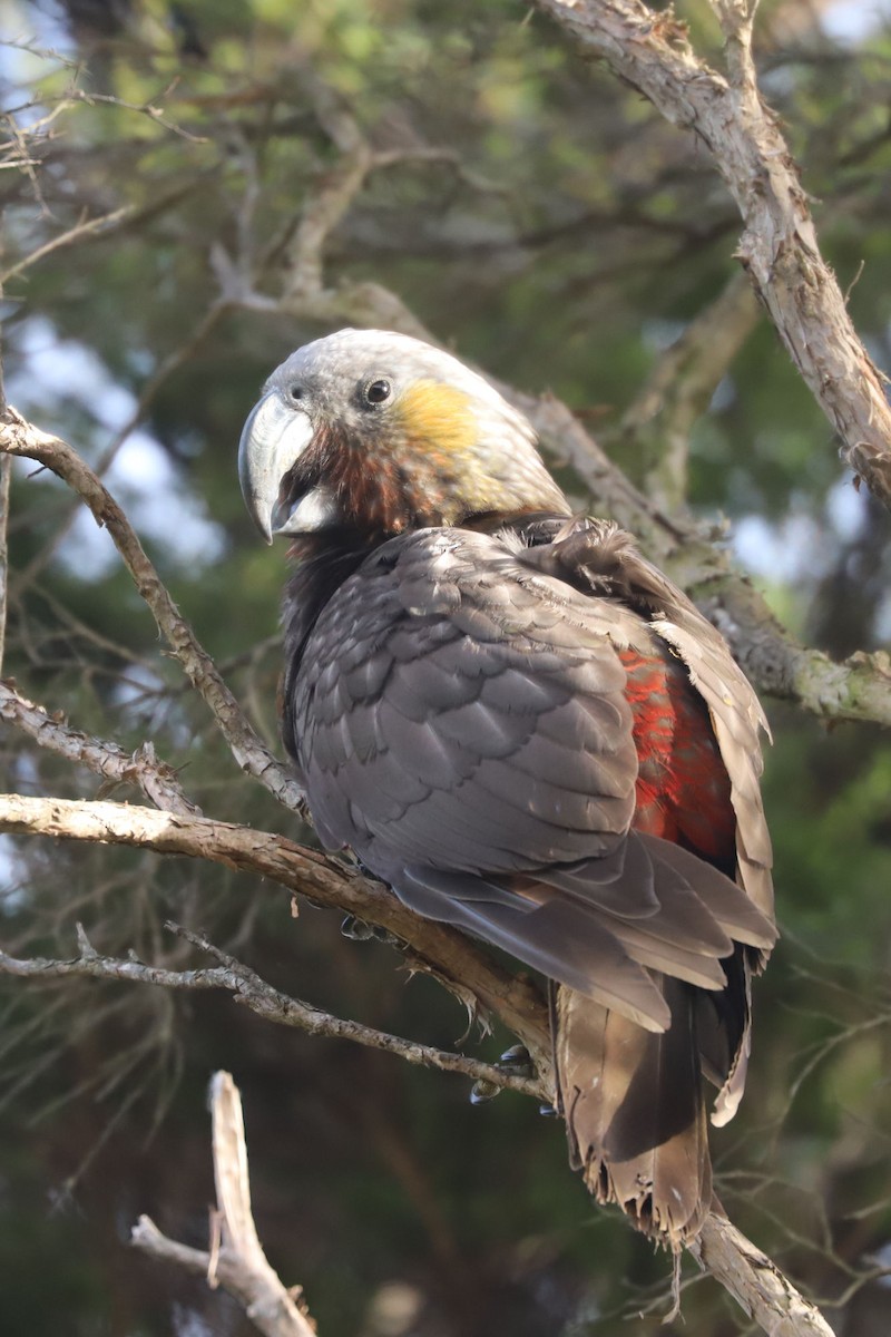 New Zealand Kaka - ML620658678