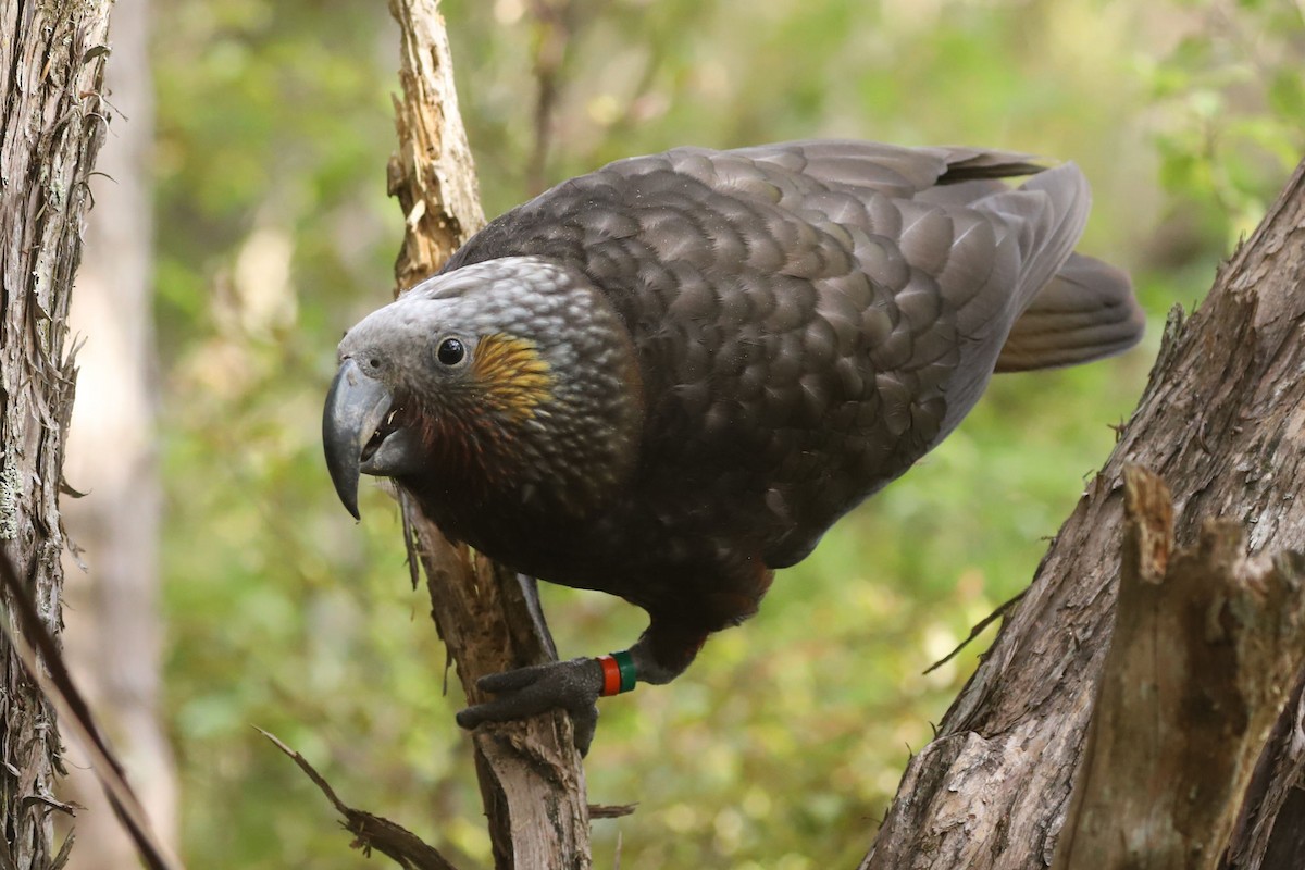 New Zealand Kaka - ML620658679