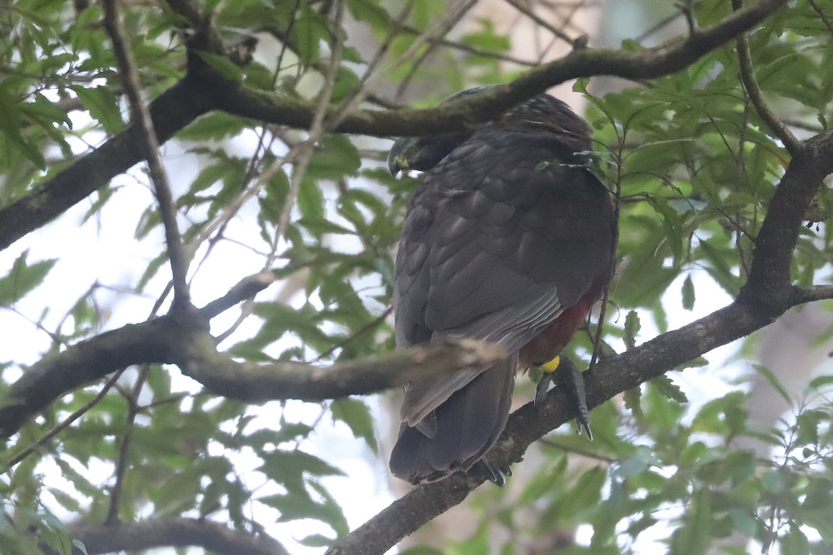 New Zealand Kaka - ML620658681