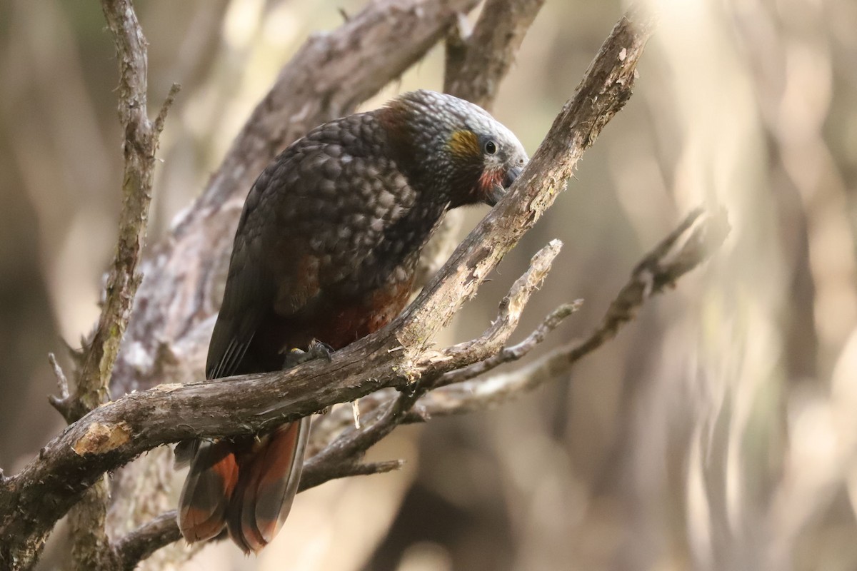 New Zealand Kaka - ML620658682