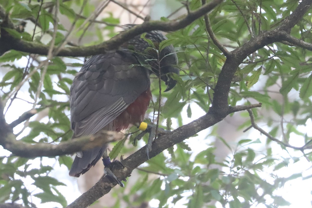 New Zealand Kaka - ML620658684