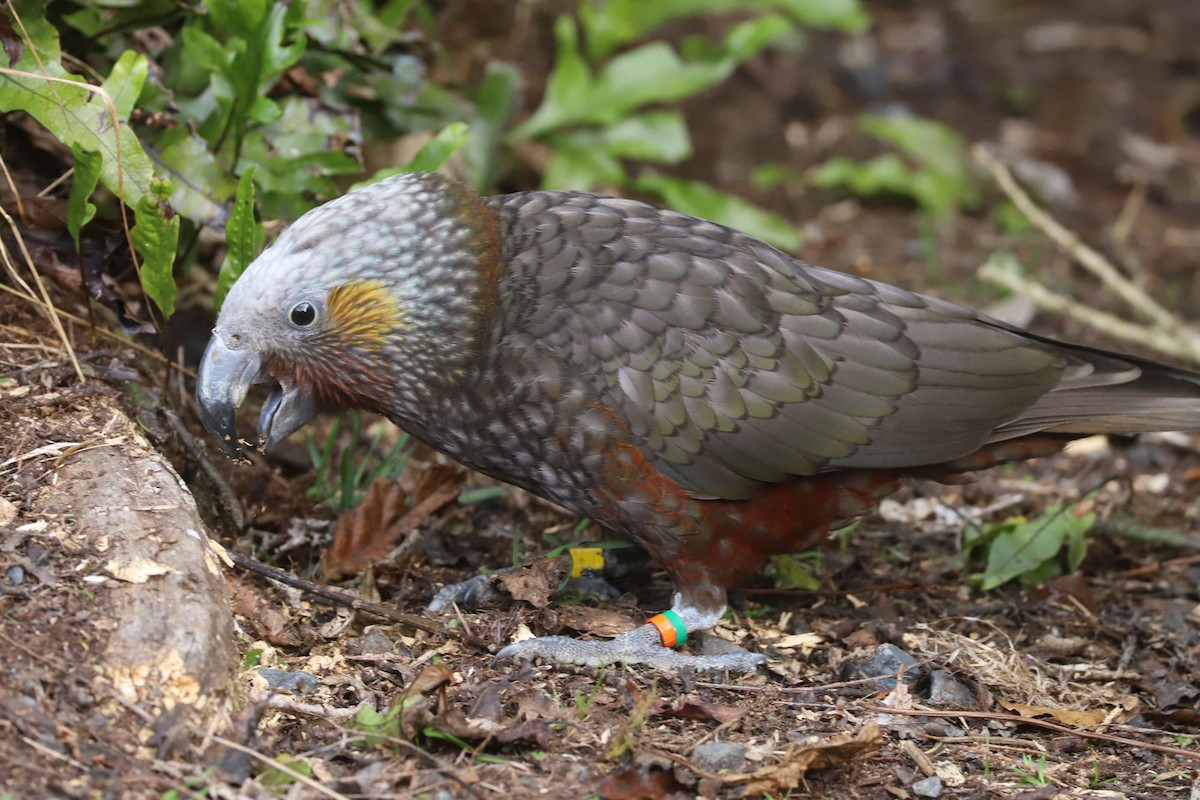 New Zealand Kaka - William Hull