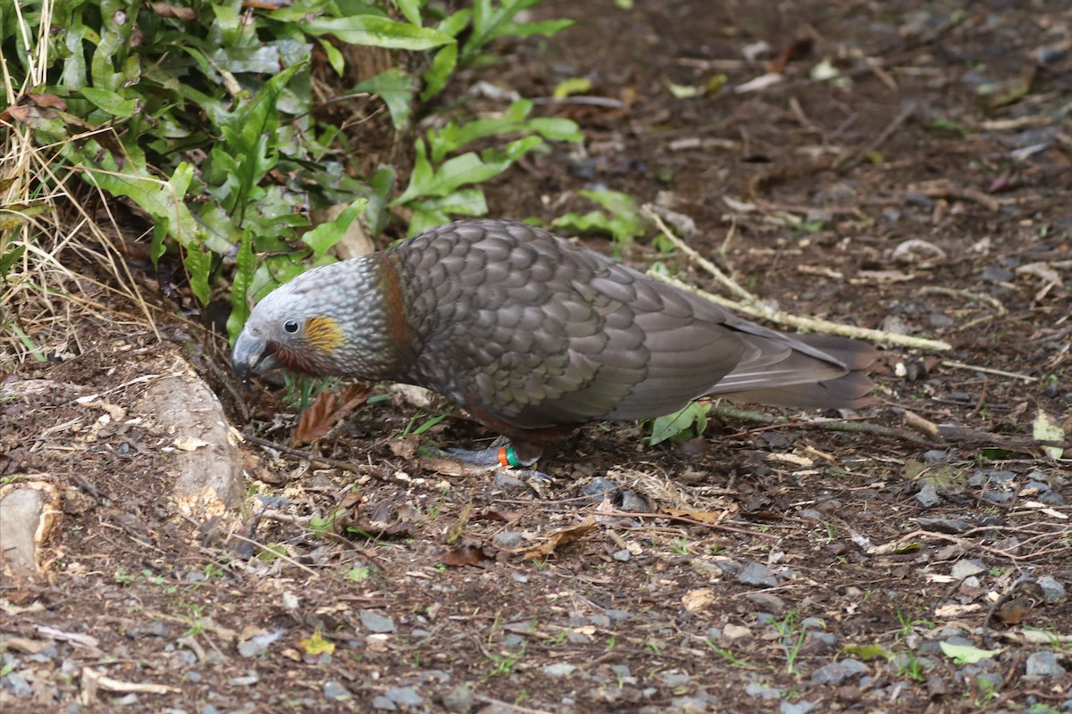 New Zealand Kaka - ML620658686