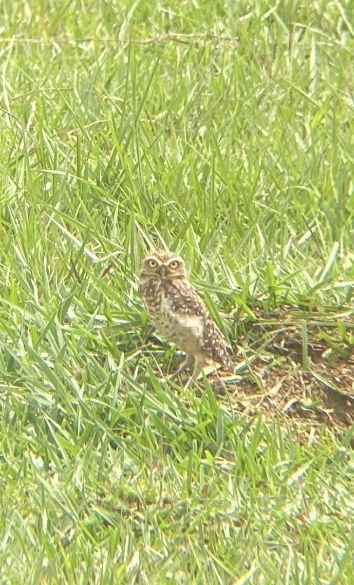 Burrowing Owl - ML620658694