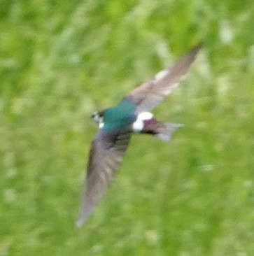 Violet-green Swallow - ML620658697