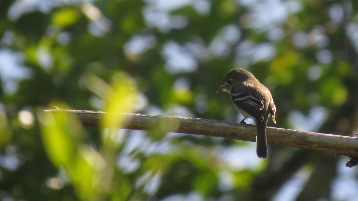 Least Flycatcher - ML620658698