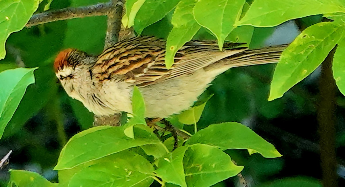 Chipping Sparrow - ML620658703