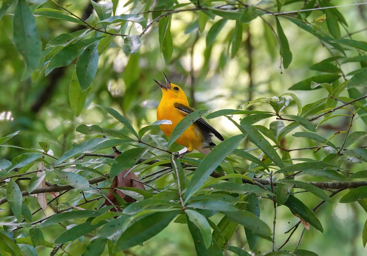 Prothonotary Warbler - Pam Vercellone-Smith