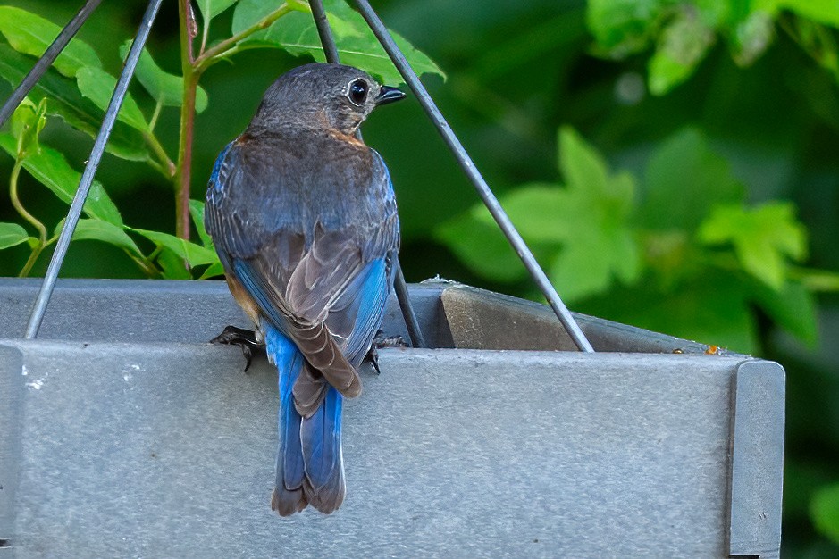 Eastern Bluebird - ML620658706