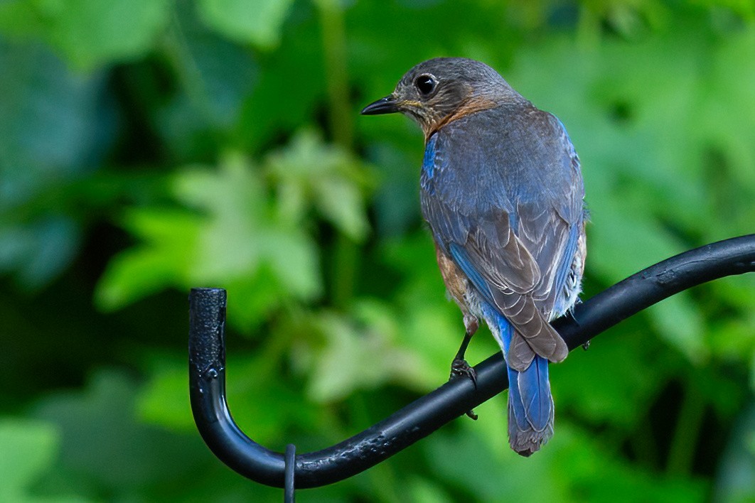 Eastern Bluebird - ML620658707