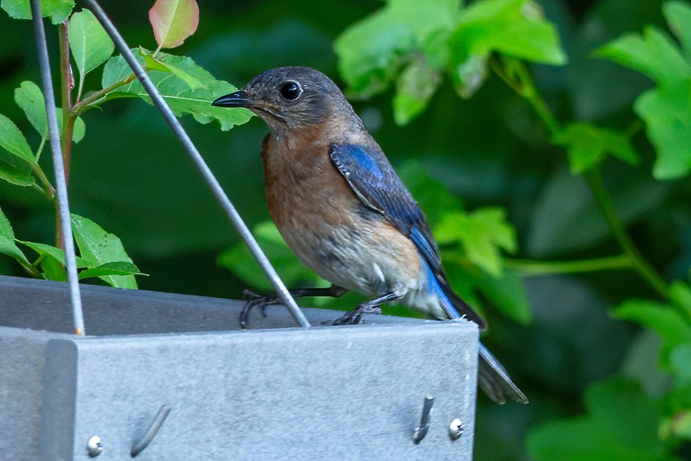 Eastern Bluebird - George Holt