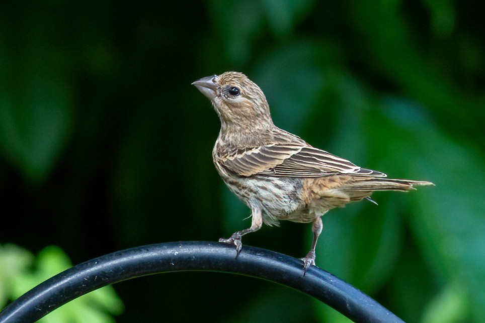 House Finch - ML620658712