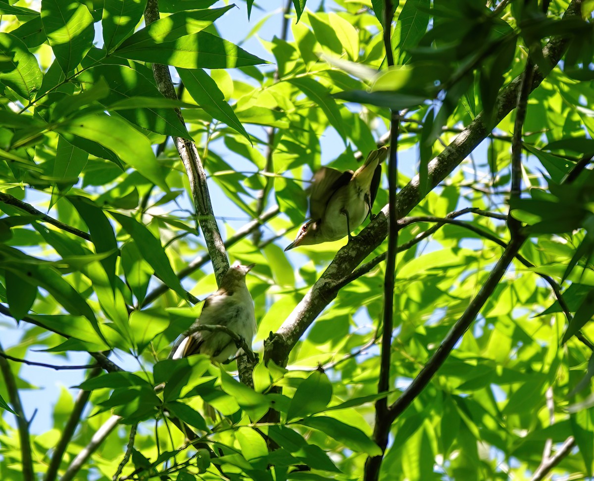 Rotaugenvireo - ML620658719