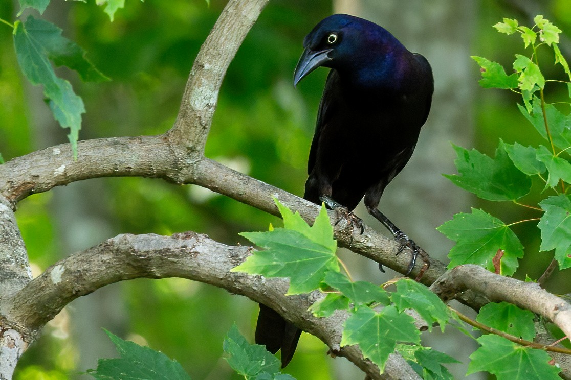 Common Grackle - George Holt