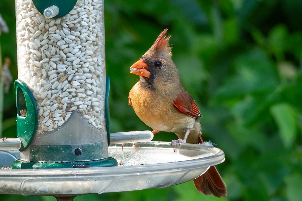 Northern Cardinal - ML620658725