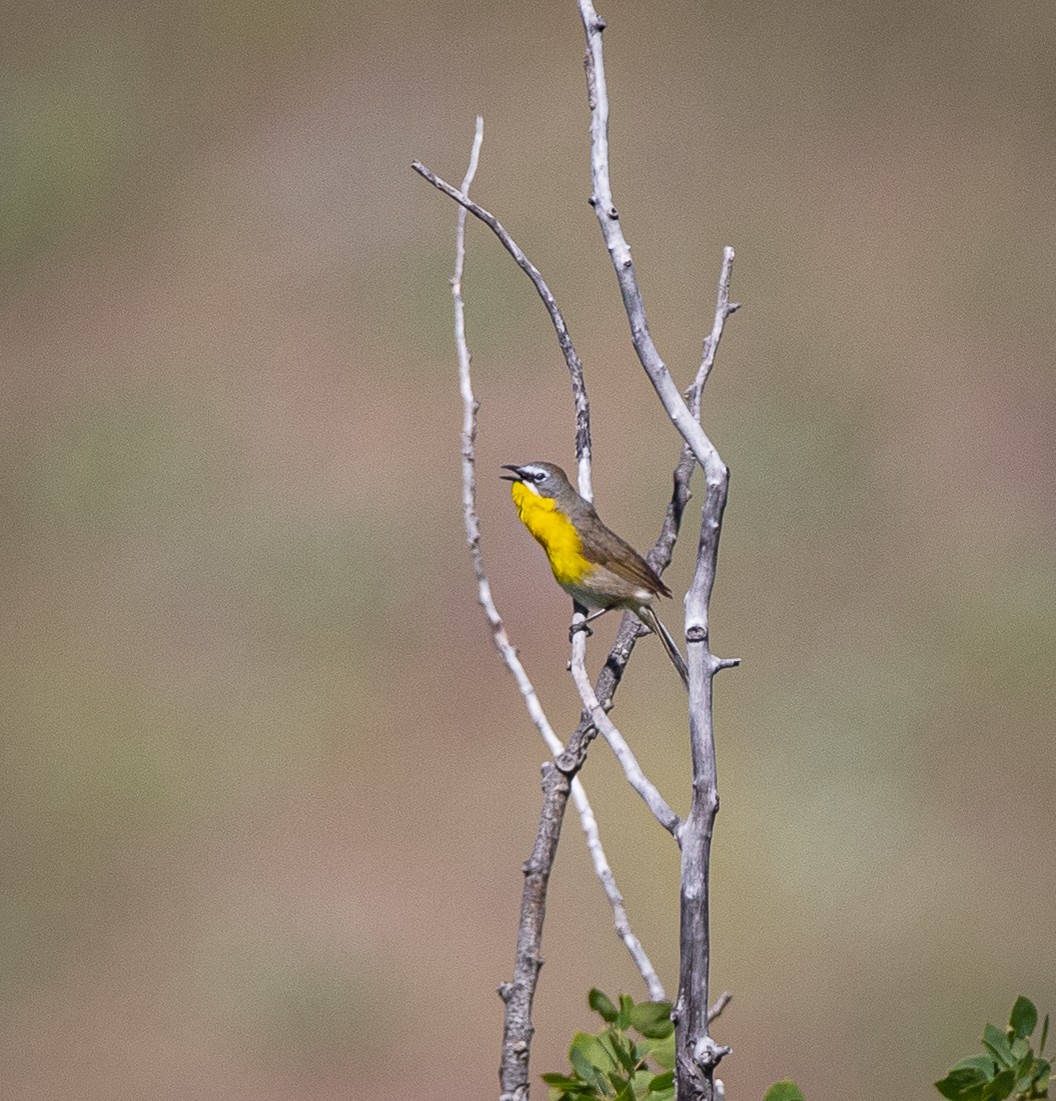 Yellow-breasted Chat - ML620658739