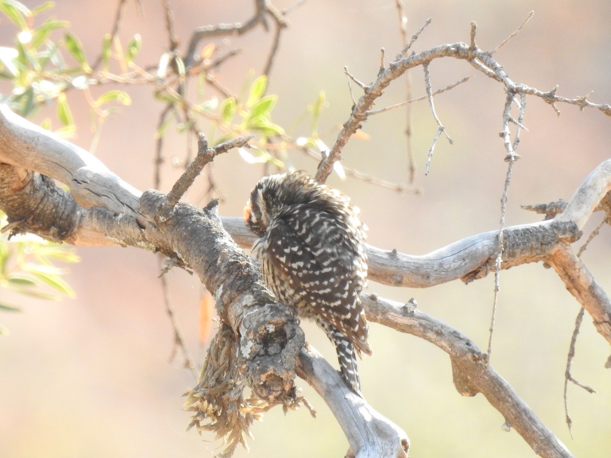 Striped Woodpecker - ML620658746