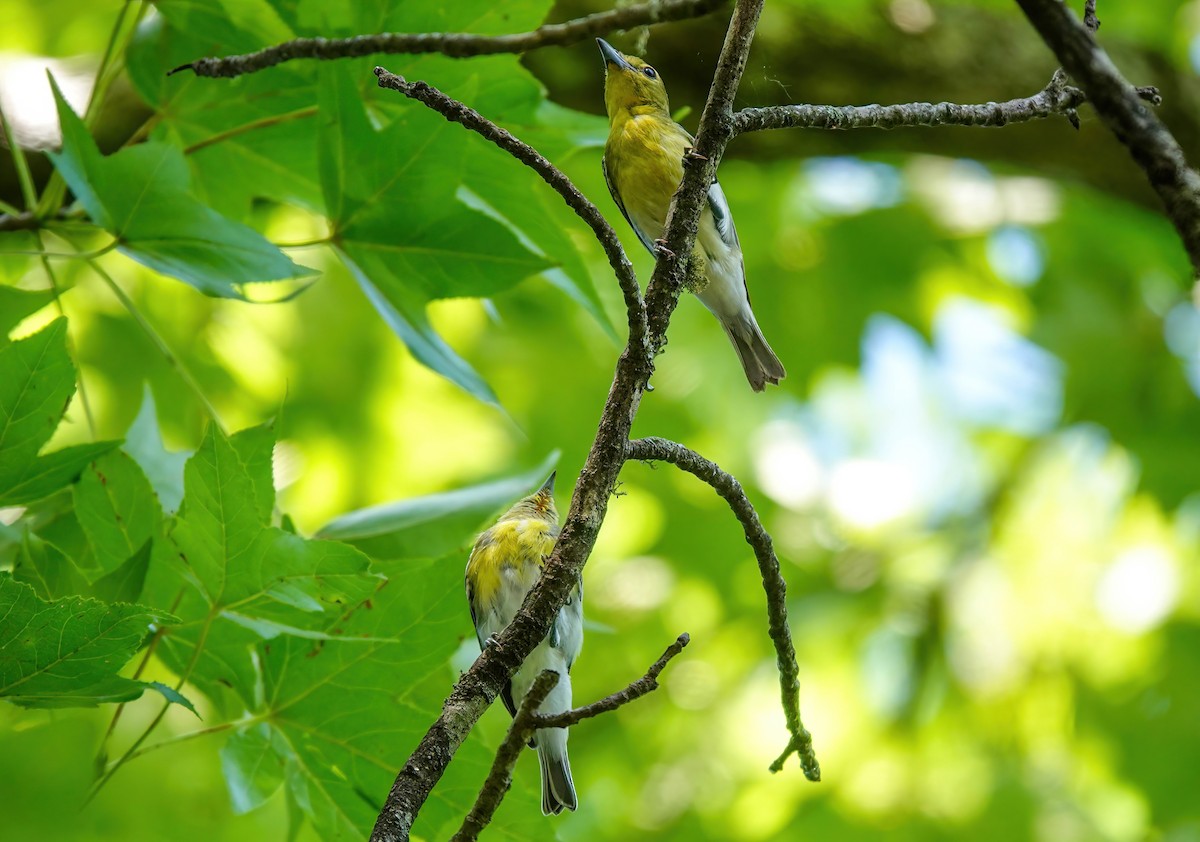 Yellow-throated Vireo - ML620658747