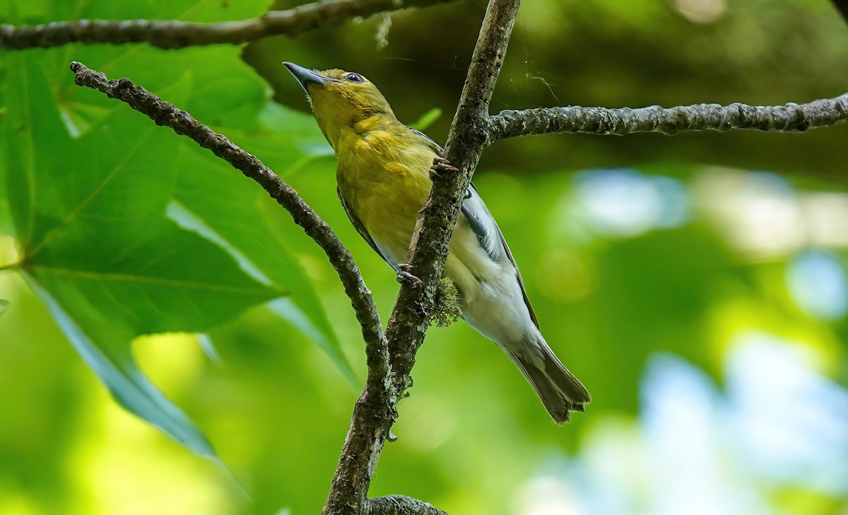 Yellow-throated Vireo - ML620658752