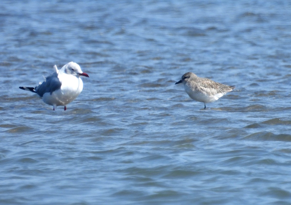 Mouette à tête grise - ML620658755