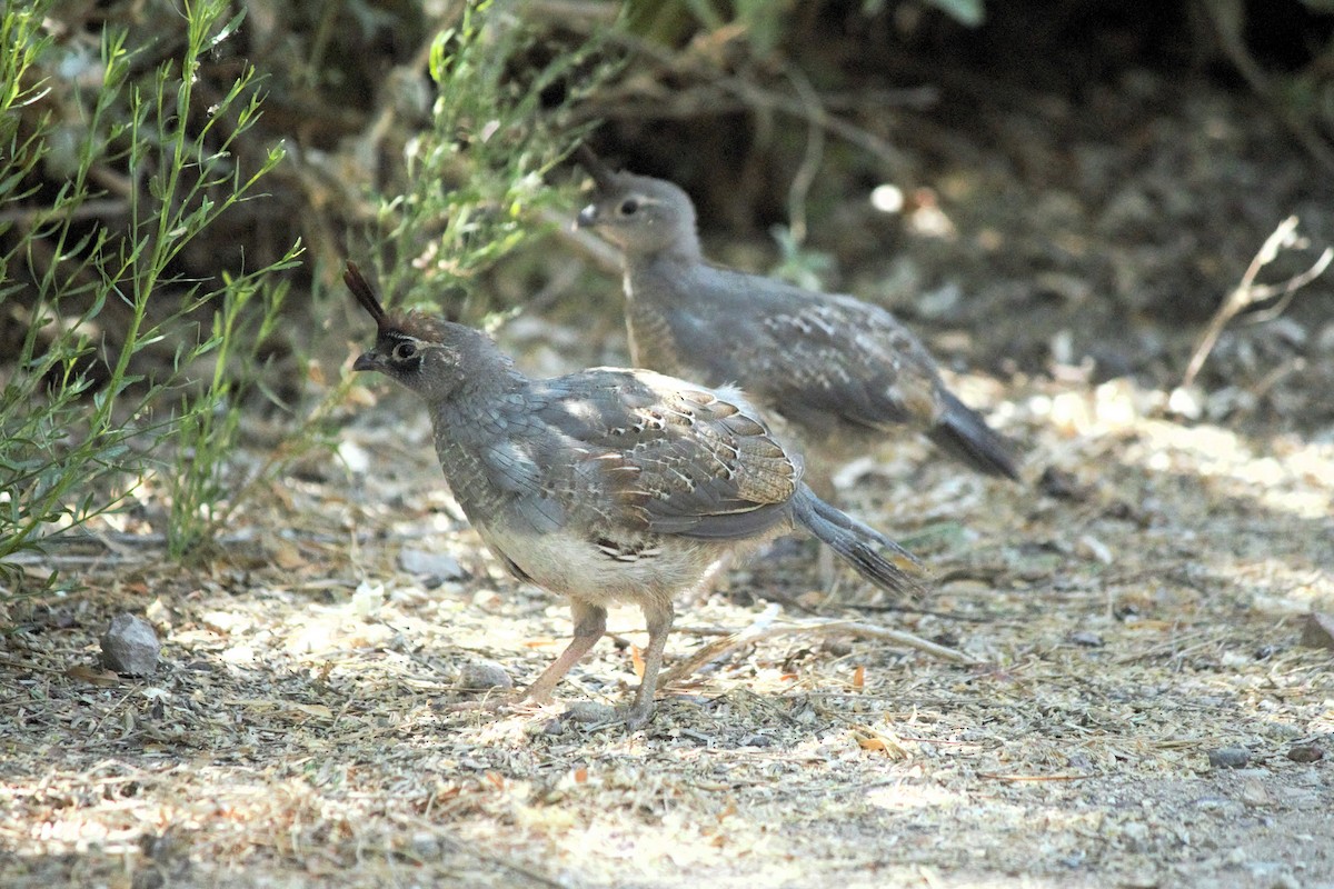 Gambel's Quail - ML620658759